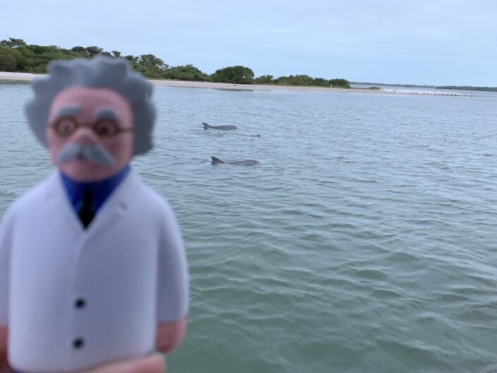 Dolphin Watching, Cape Coral, Florida, USA